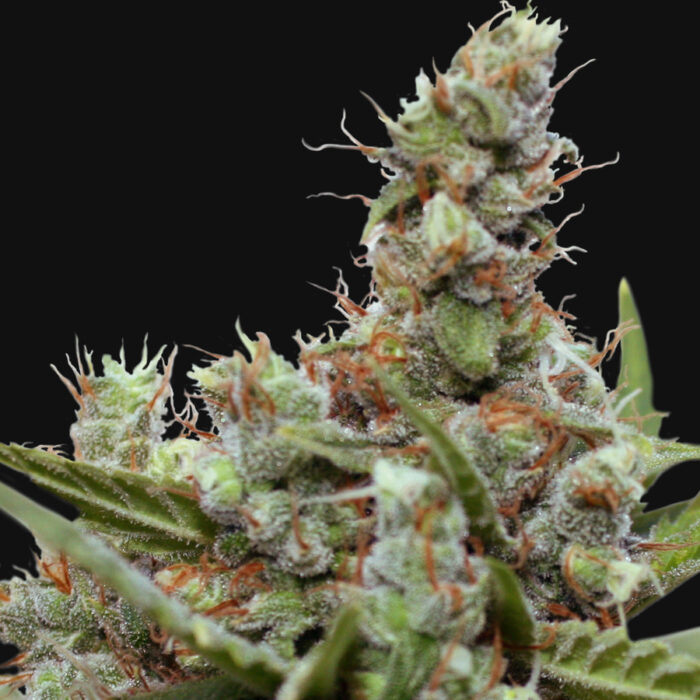 CBD Blue Shark