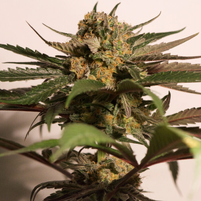 CBD Blue Shark