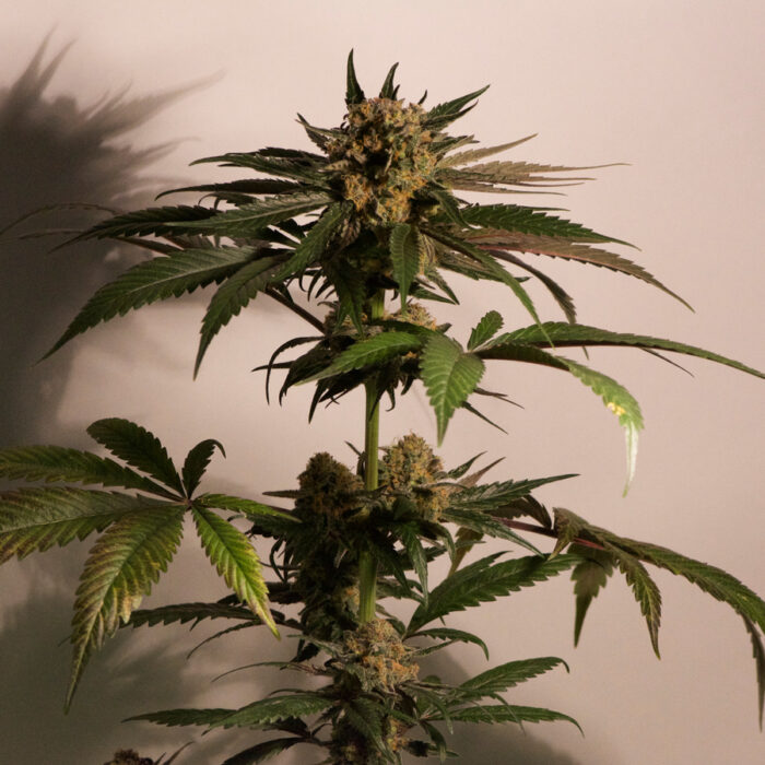 CBD Blue Shark