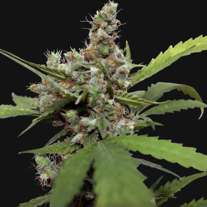 CBD Blue Shark