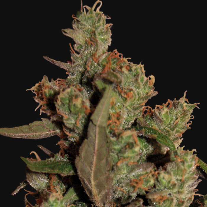 CBD Critical Cure