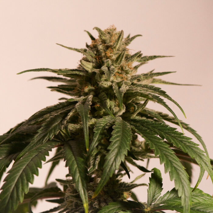 CBD Critical Cure