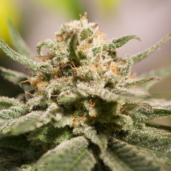 CBD Critical Cure