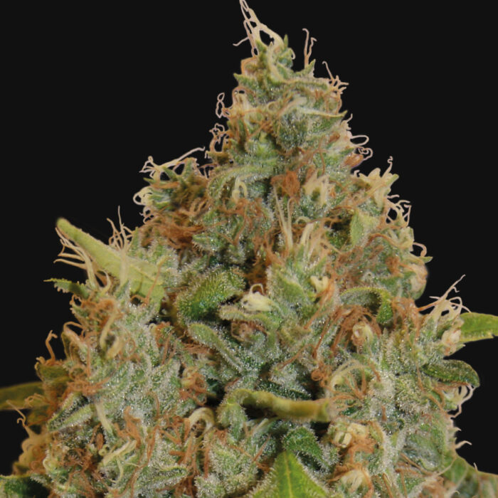 Chronic Thunder