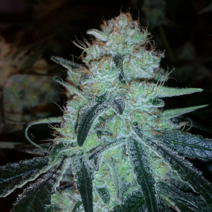 Chronic Thunder