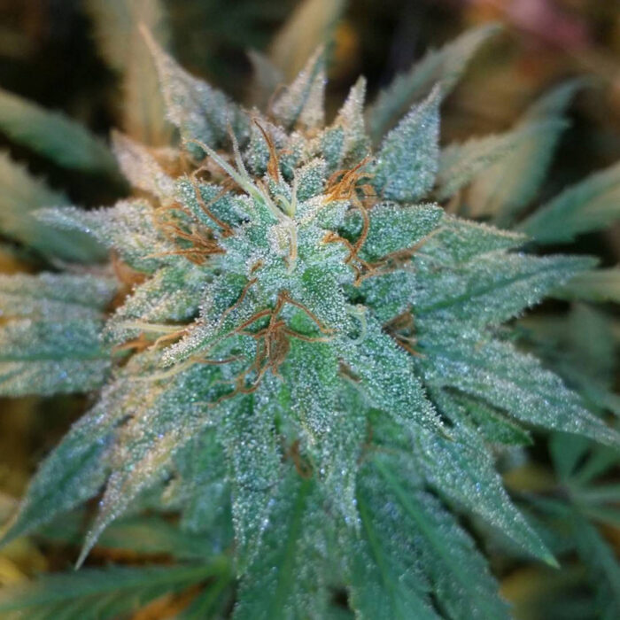 Chronic Thunder