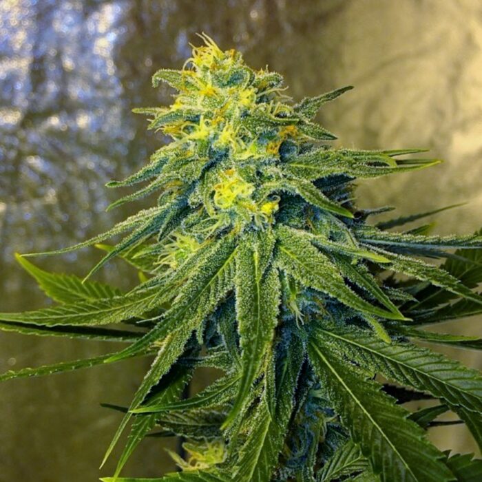 Chronic Thunder