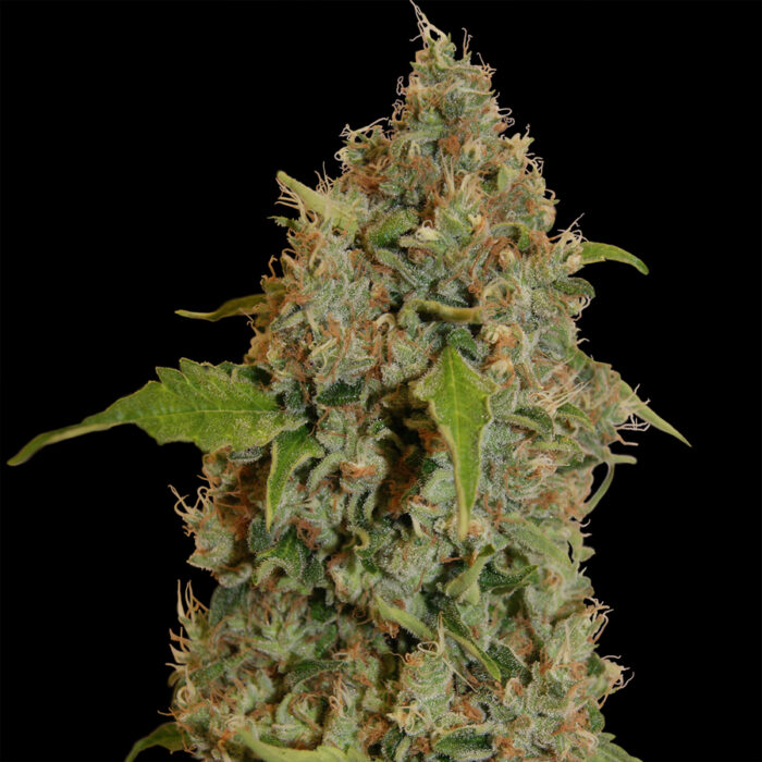 Chronic Thunder