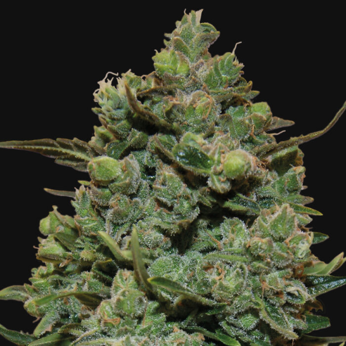 Cookies Kush