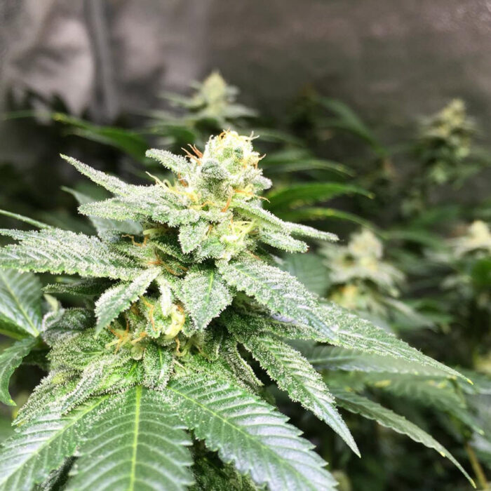 Cookies Kush