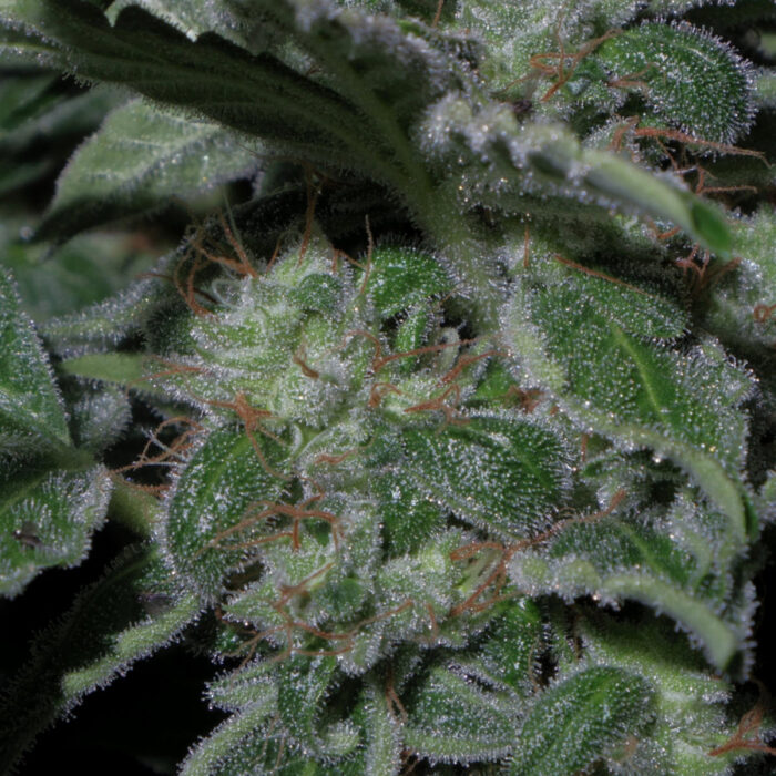 Cookies Kush