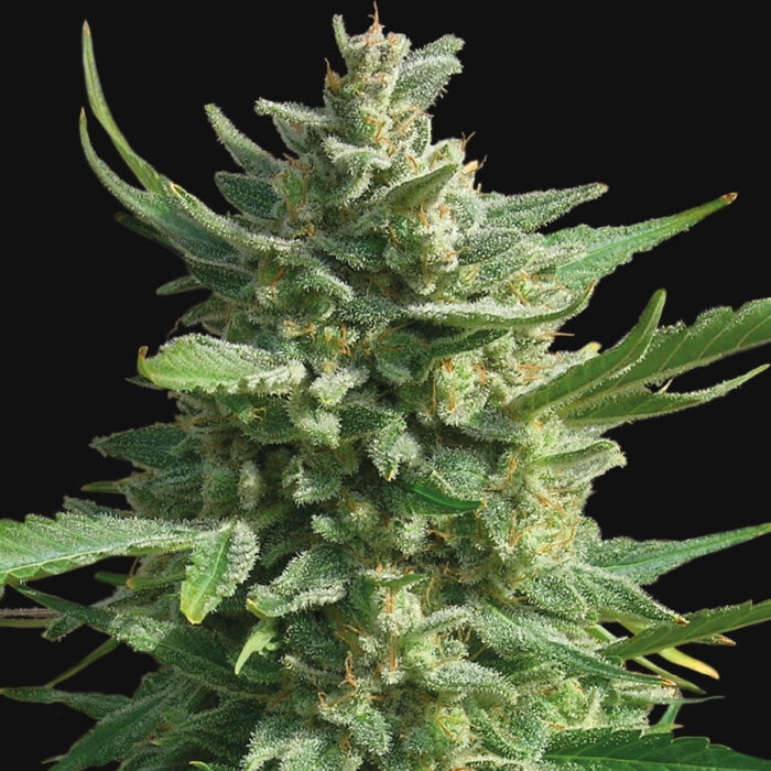 Critical Kush