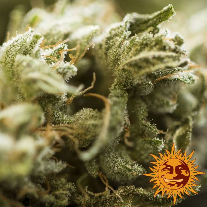 Critical Kush Auto