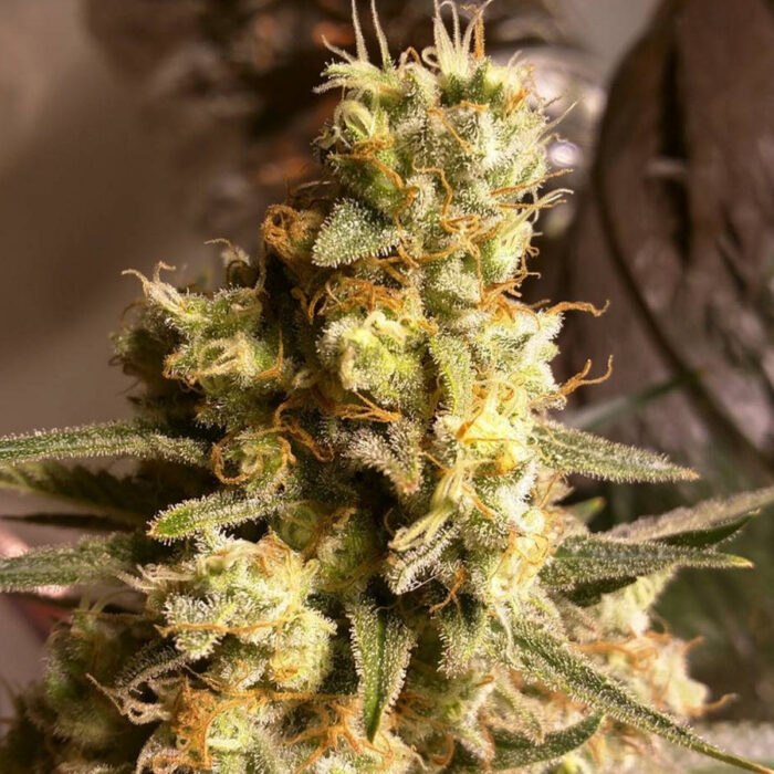 Critical Kush