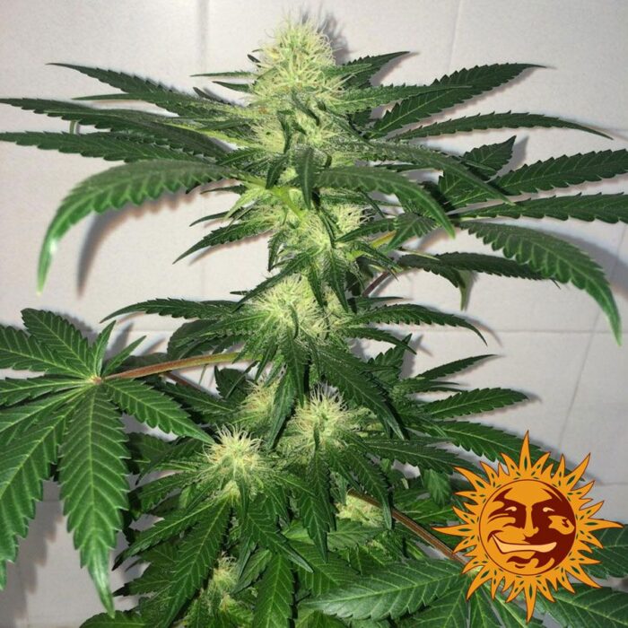 Critical Kush Auto