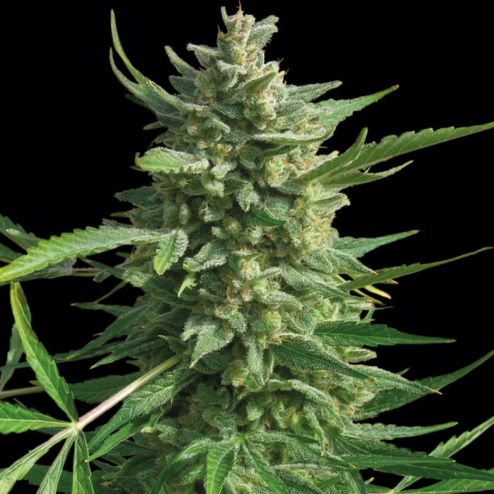 Critical Kush