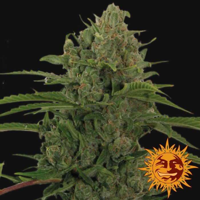 Critical Kush Auto