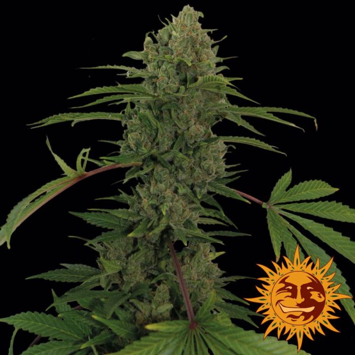 Critical Kush Auto