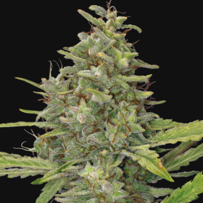 G13 Haze