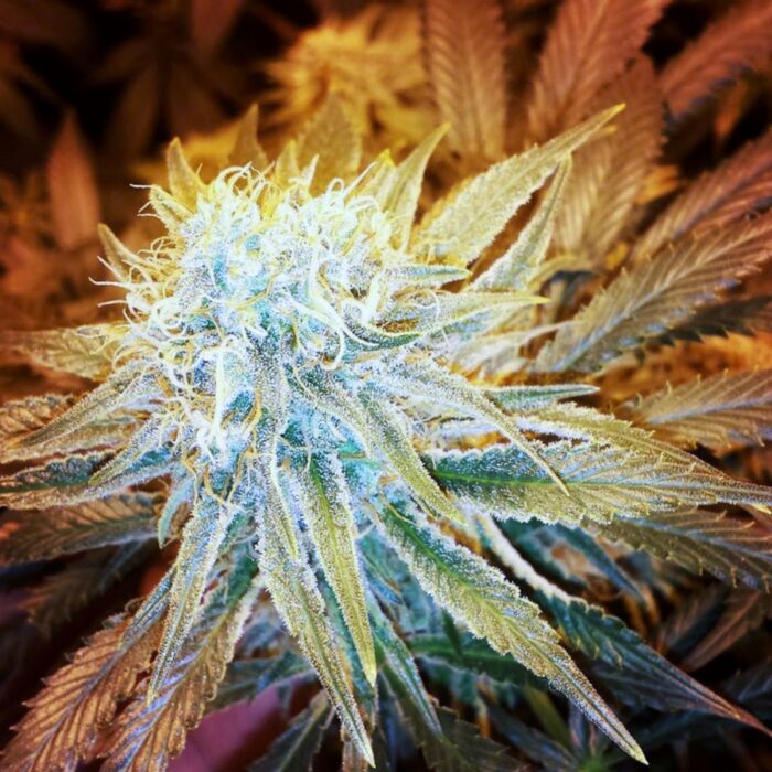 G13 Haze