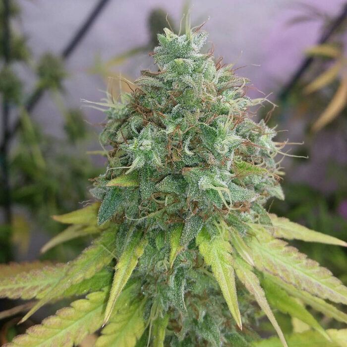 G13 Haze