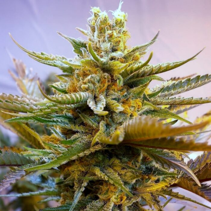 G13 Haze