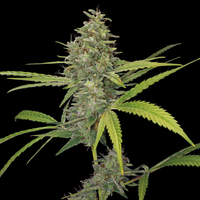 G13 Haze