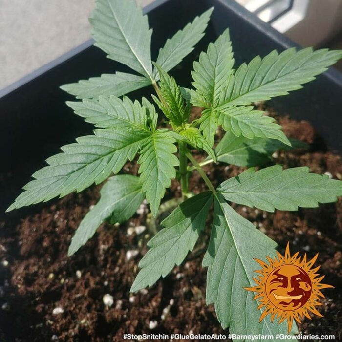 Glue Gelato Auto