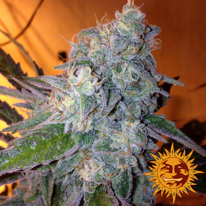 Liberty Haze