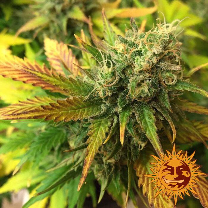 Liberty Haze