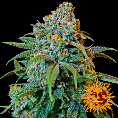 Liberty Haze