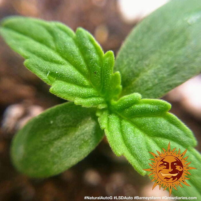LSD Auto