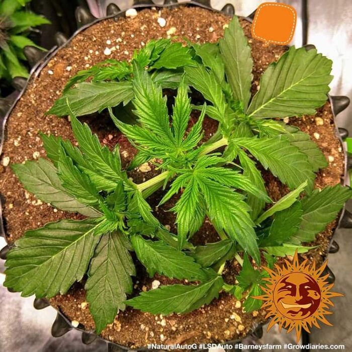 LSD Auto