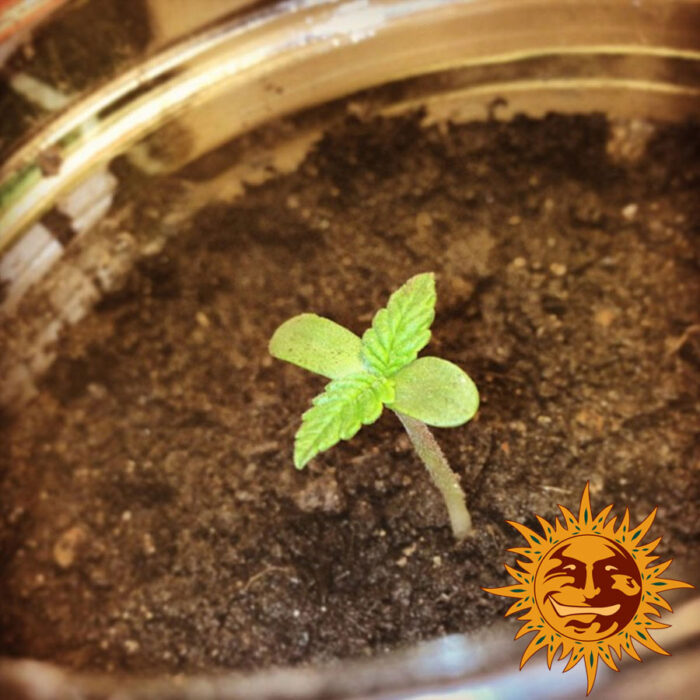 Malana Bomb Auto