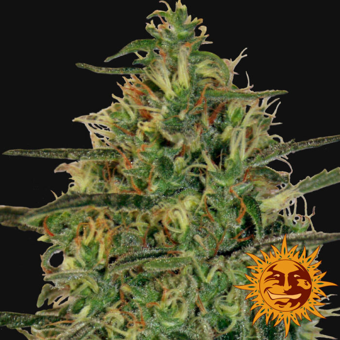 Malana Bomb Auto