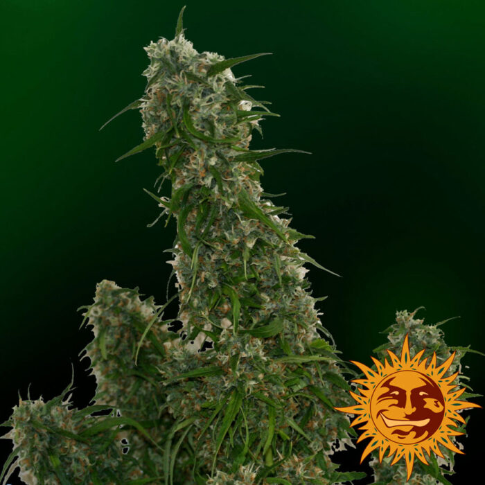 Malana Bomb Auto