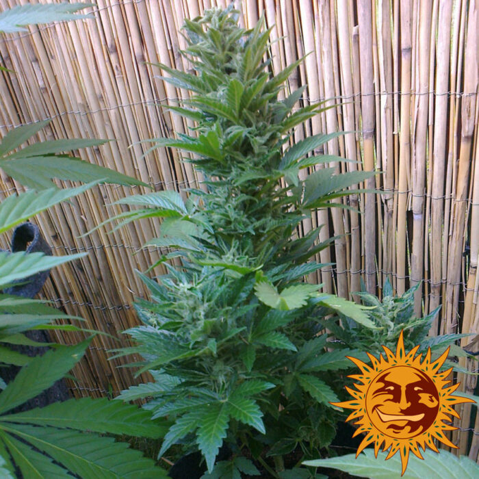 Malana Bomb Auto
