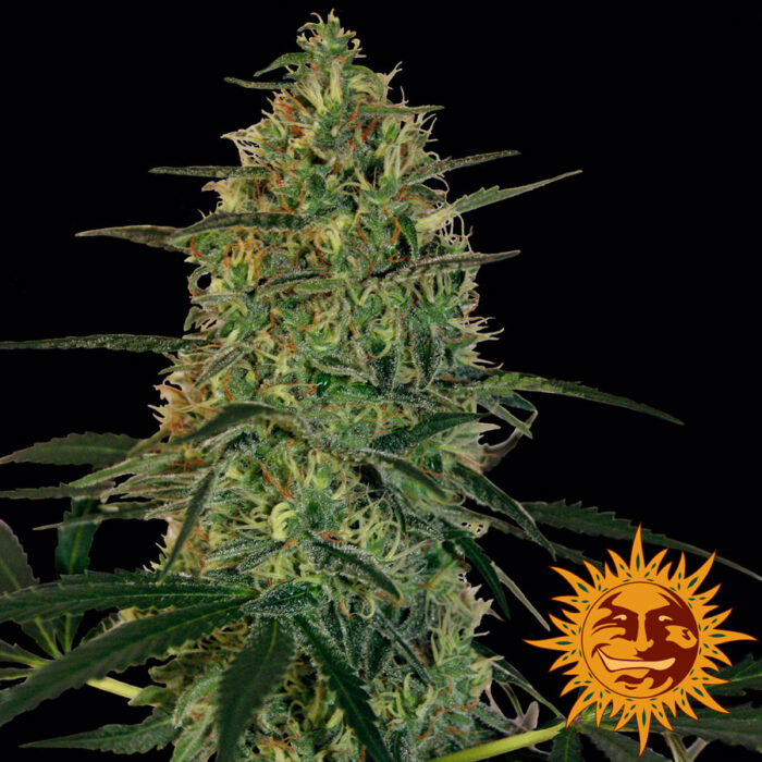Malana Bomb Auto