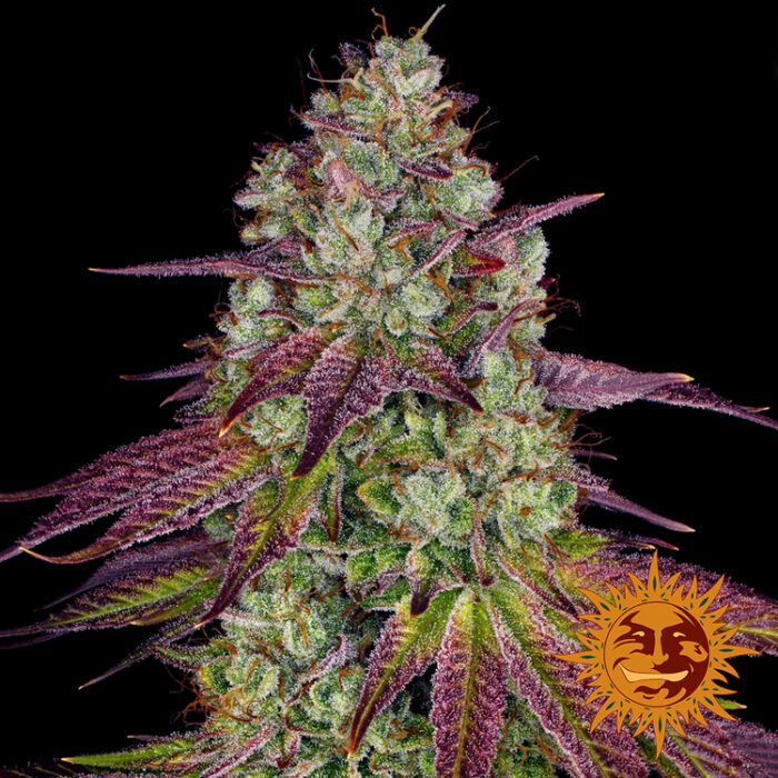 Mimosa