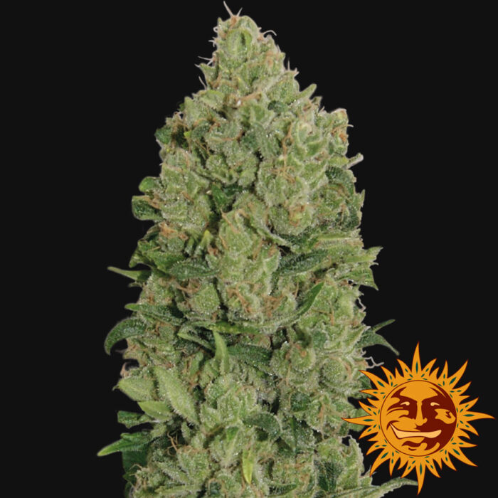 NYC Diesel Auto