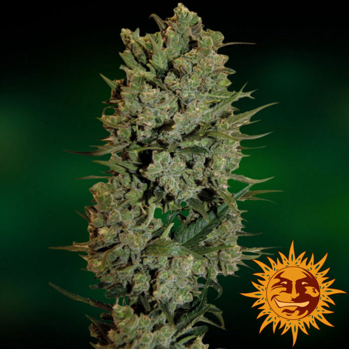 NYC Diesel Auto