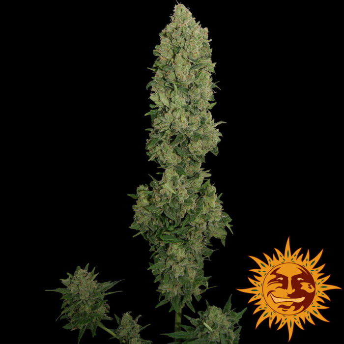 NYC Diesel Auto