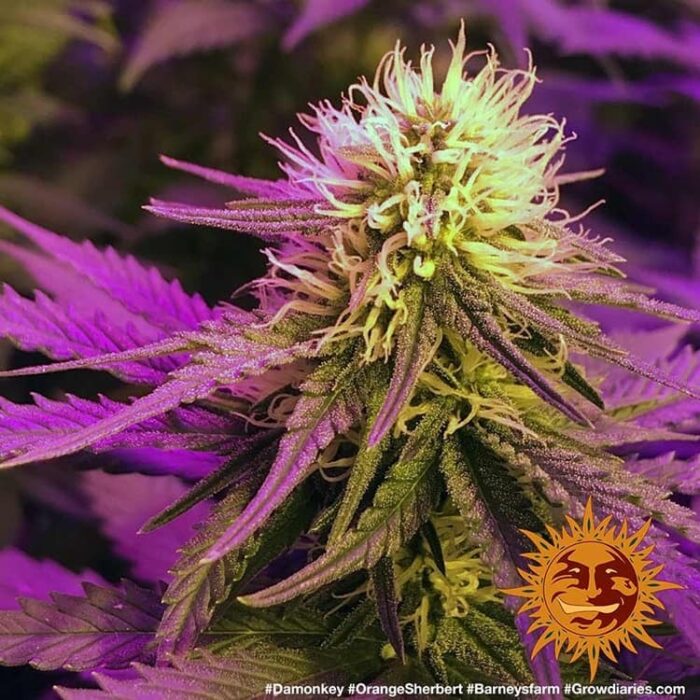 Orange Sherbert