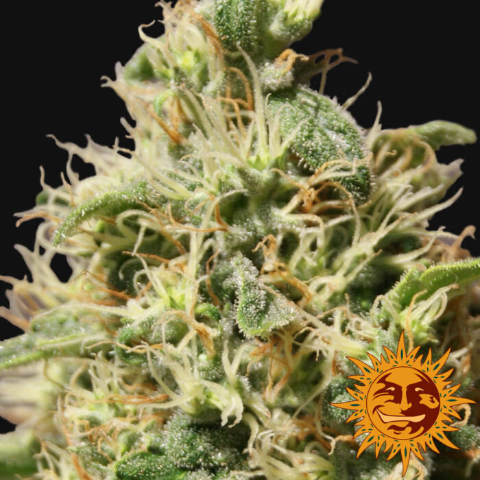 Peppermint Kush