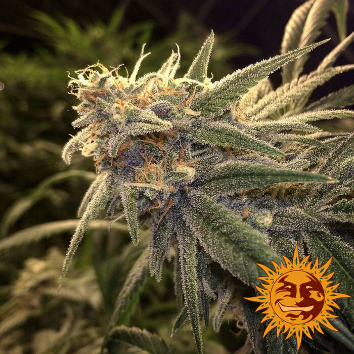 Peppermint Kush