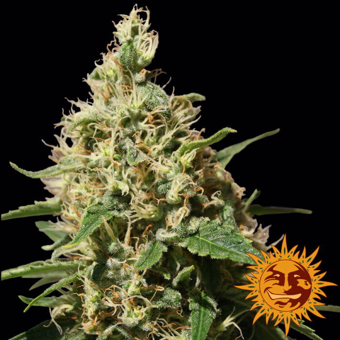 Peppermint Kush