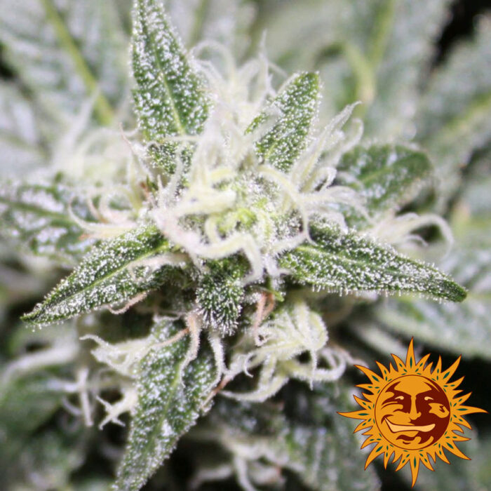Phatt Fruity