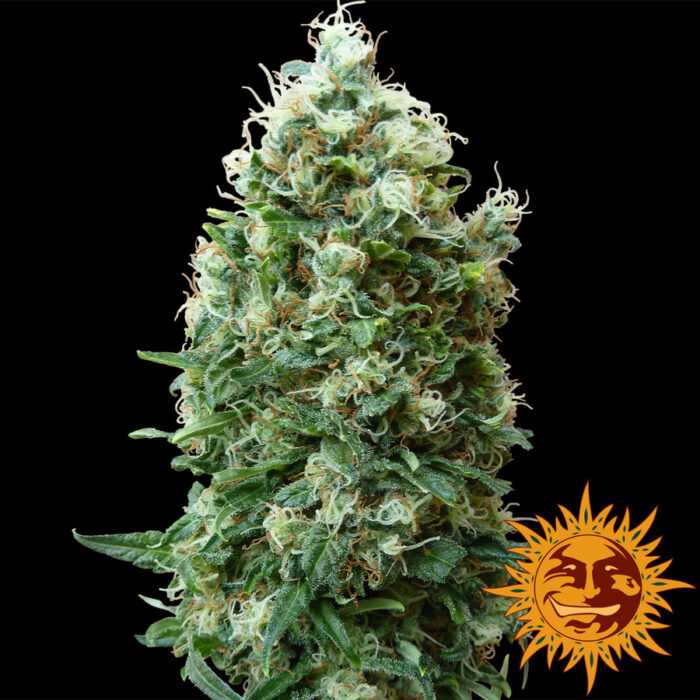 Phatt Fruity