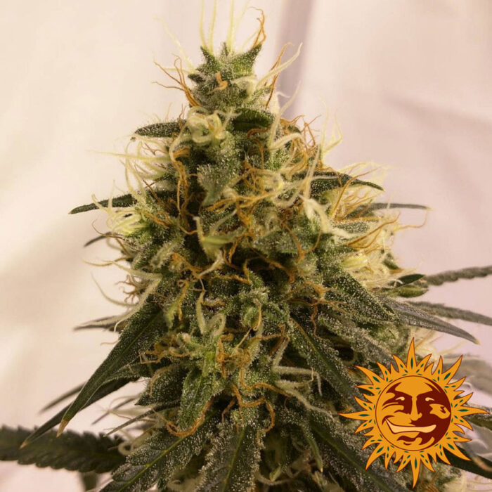 Pineapple Chunk