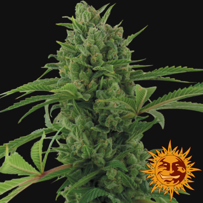 Pineapple Express Auto